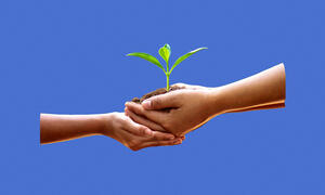 Concept image of nurturing hands holding a small plant